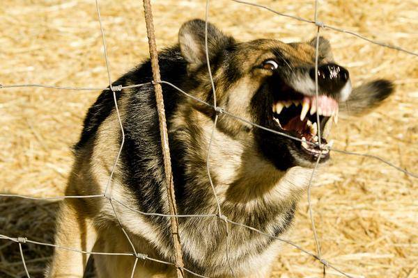 Chien agressif: les origines Chien agressif: les origines