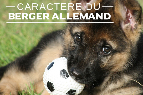 Le Berger allemand caract re de la race