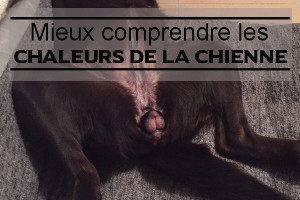 Les chaleurs chez la chienne : durée, cycle et comportement