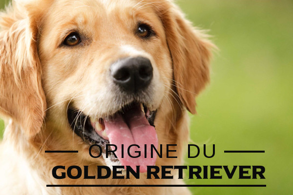 Golden Retriever : Origine, caractéristiques, santé